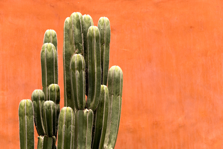 Organ pipe cactus against a red wall
